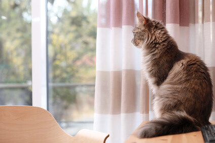 Katzenfutter ohne Getreide
